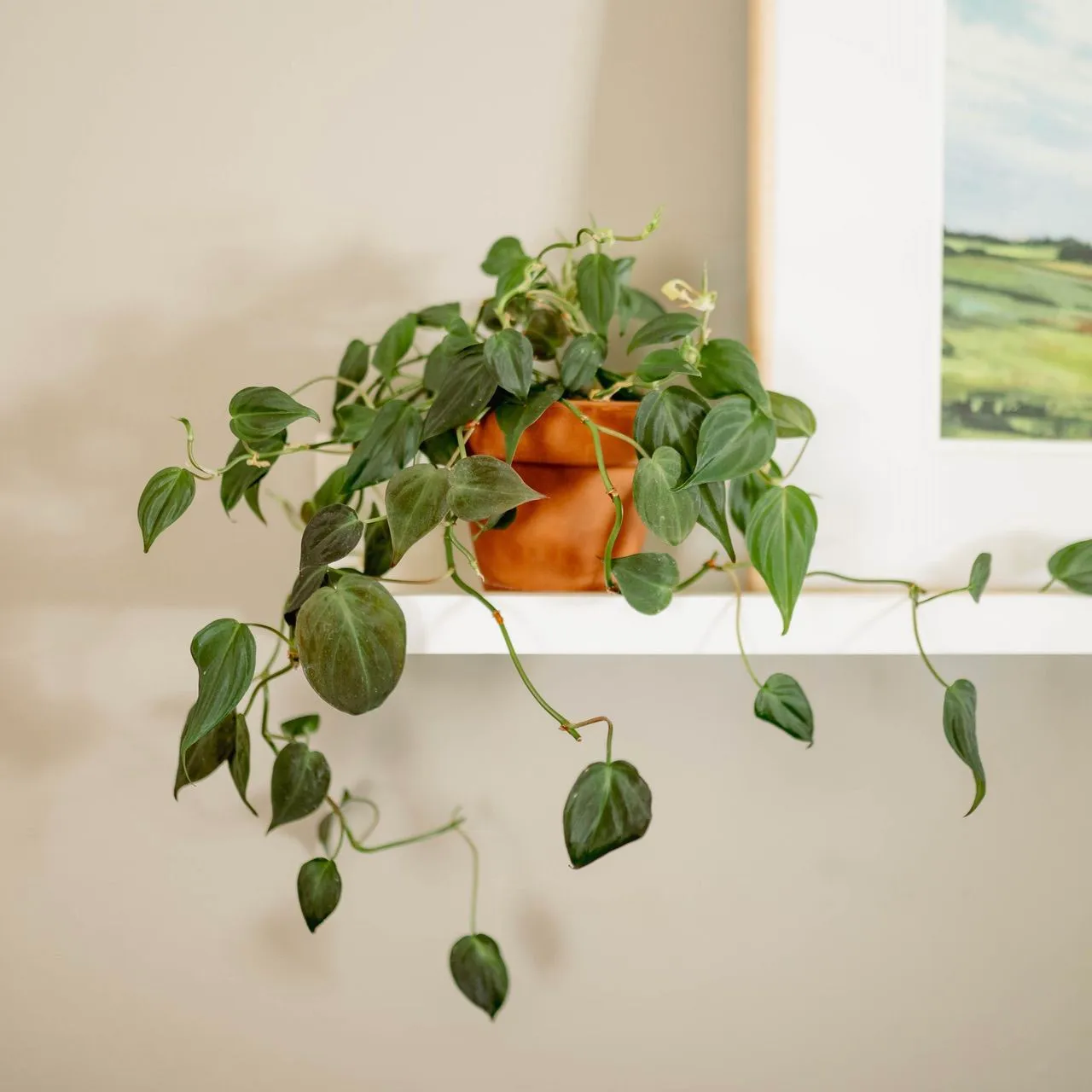 A plant on a shelf