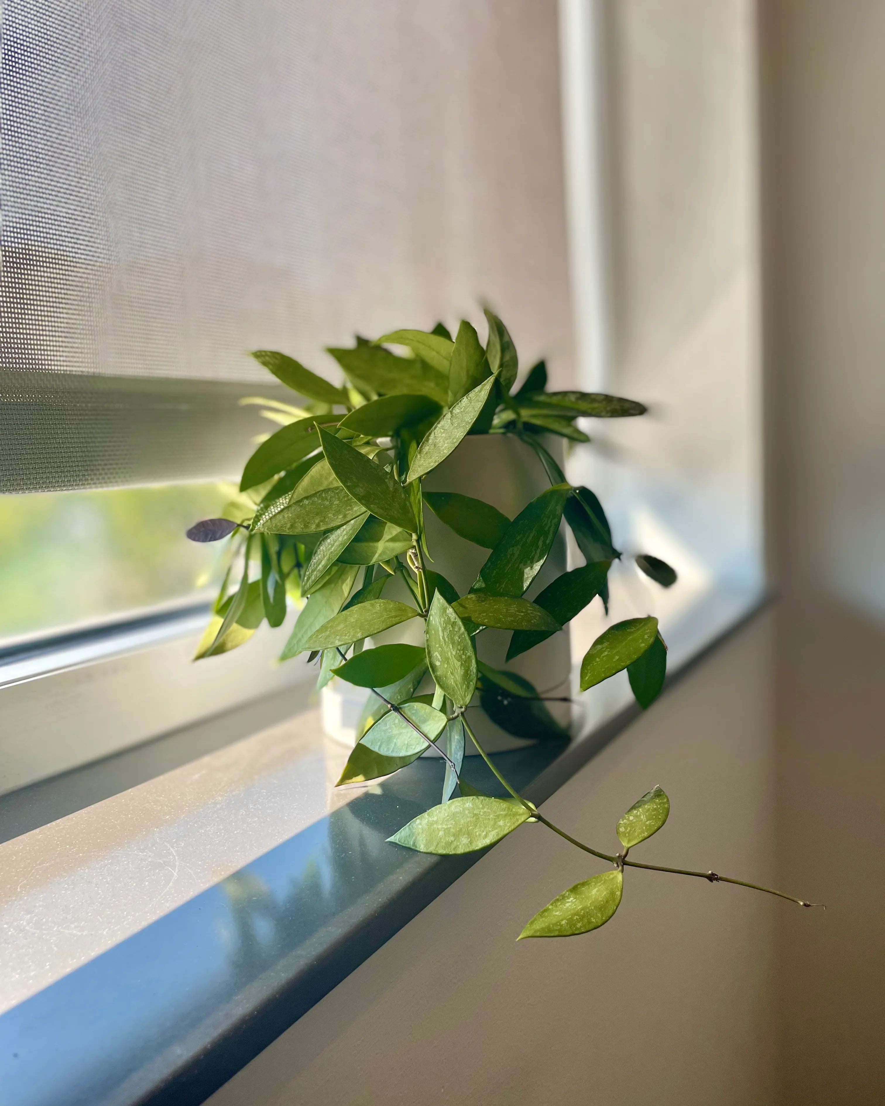 {A plant on a windowsill in a business