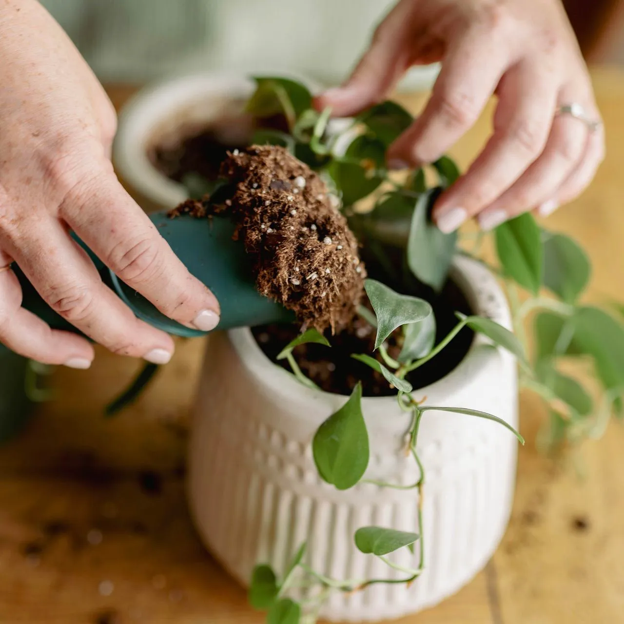 Hands potting a plant