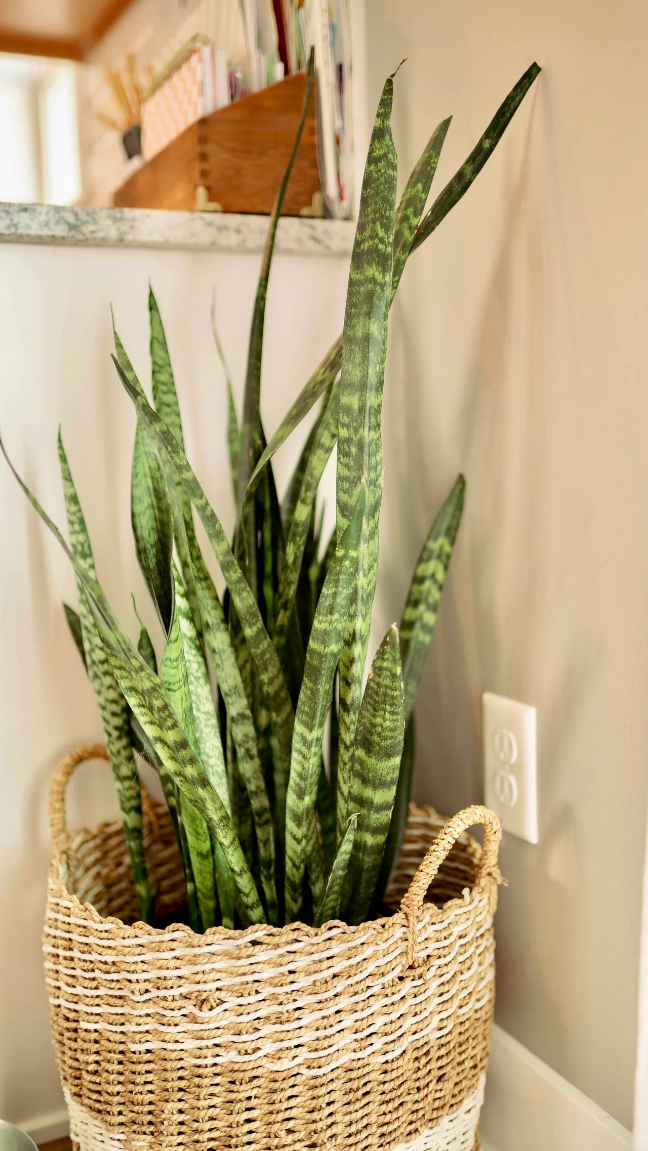 A plant in a basket on the ground