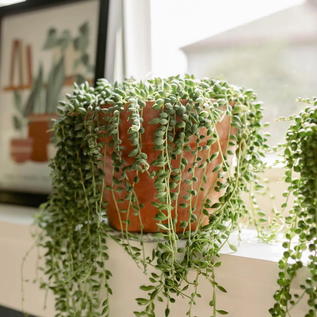 A plant on a shelf