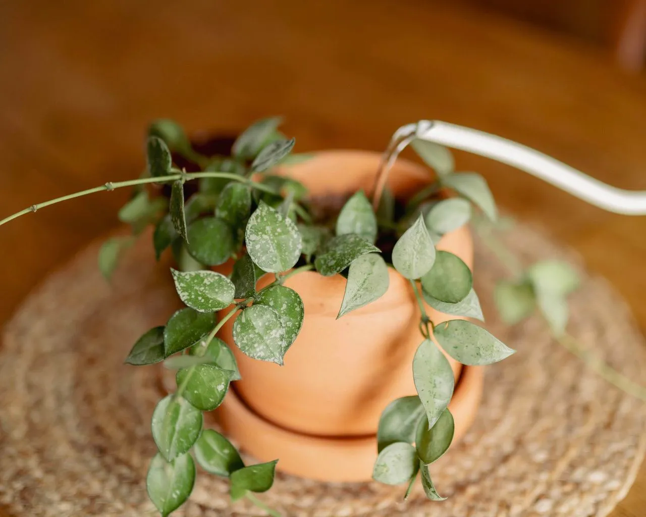 A plant in a pot on a table