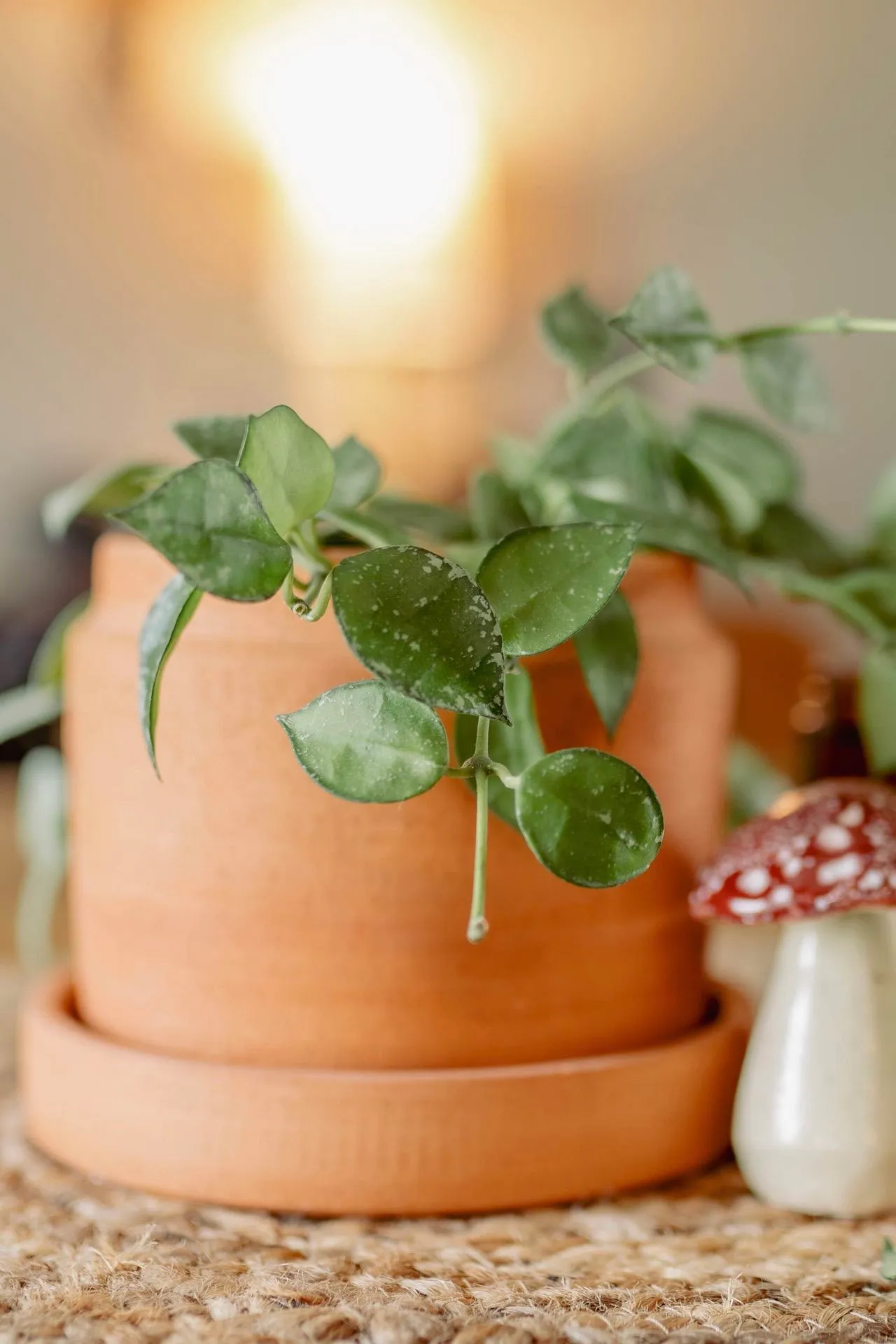 A plant in a pot on a table