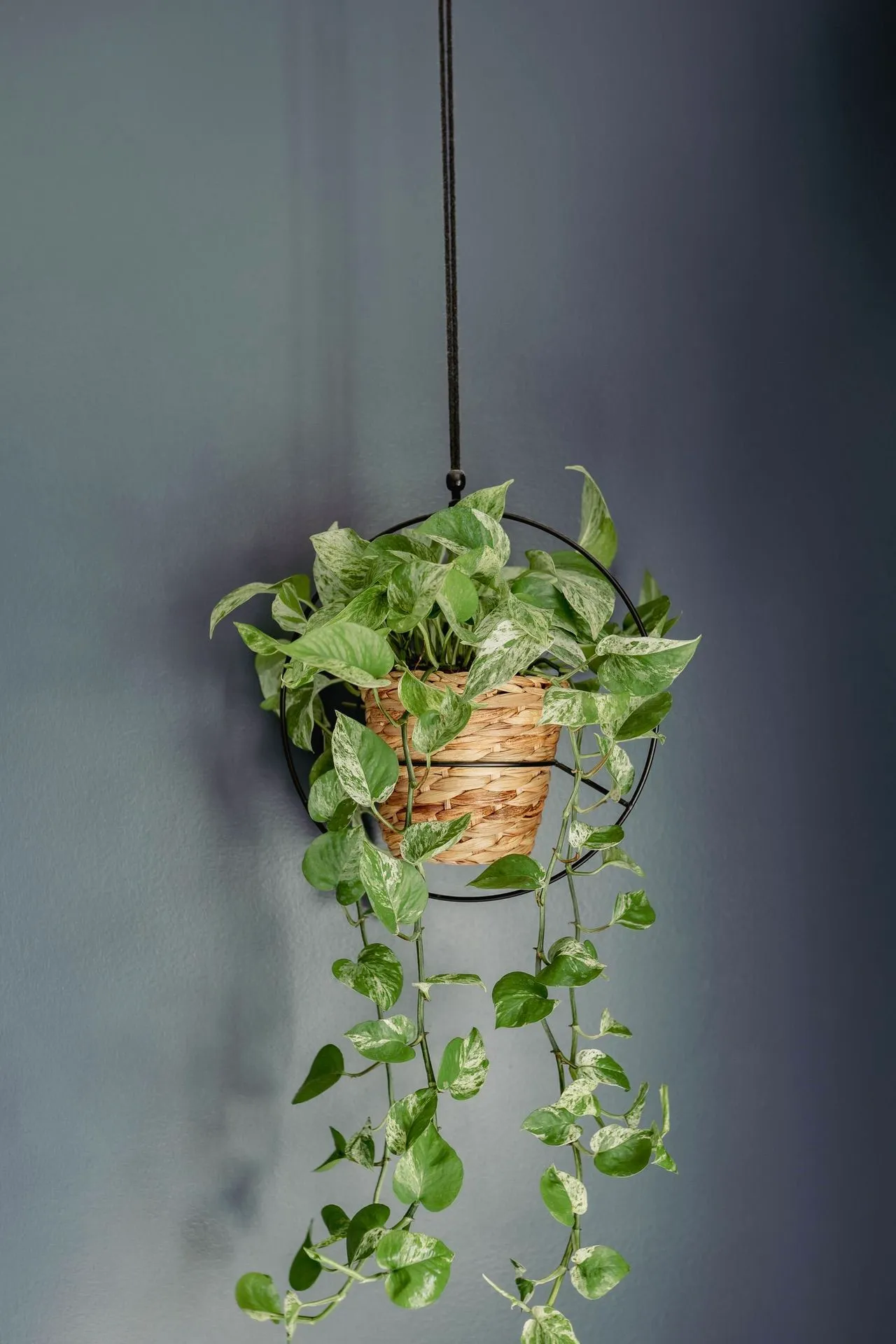 A hanging plant