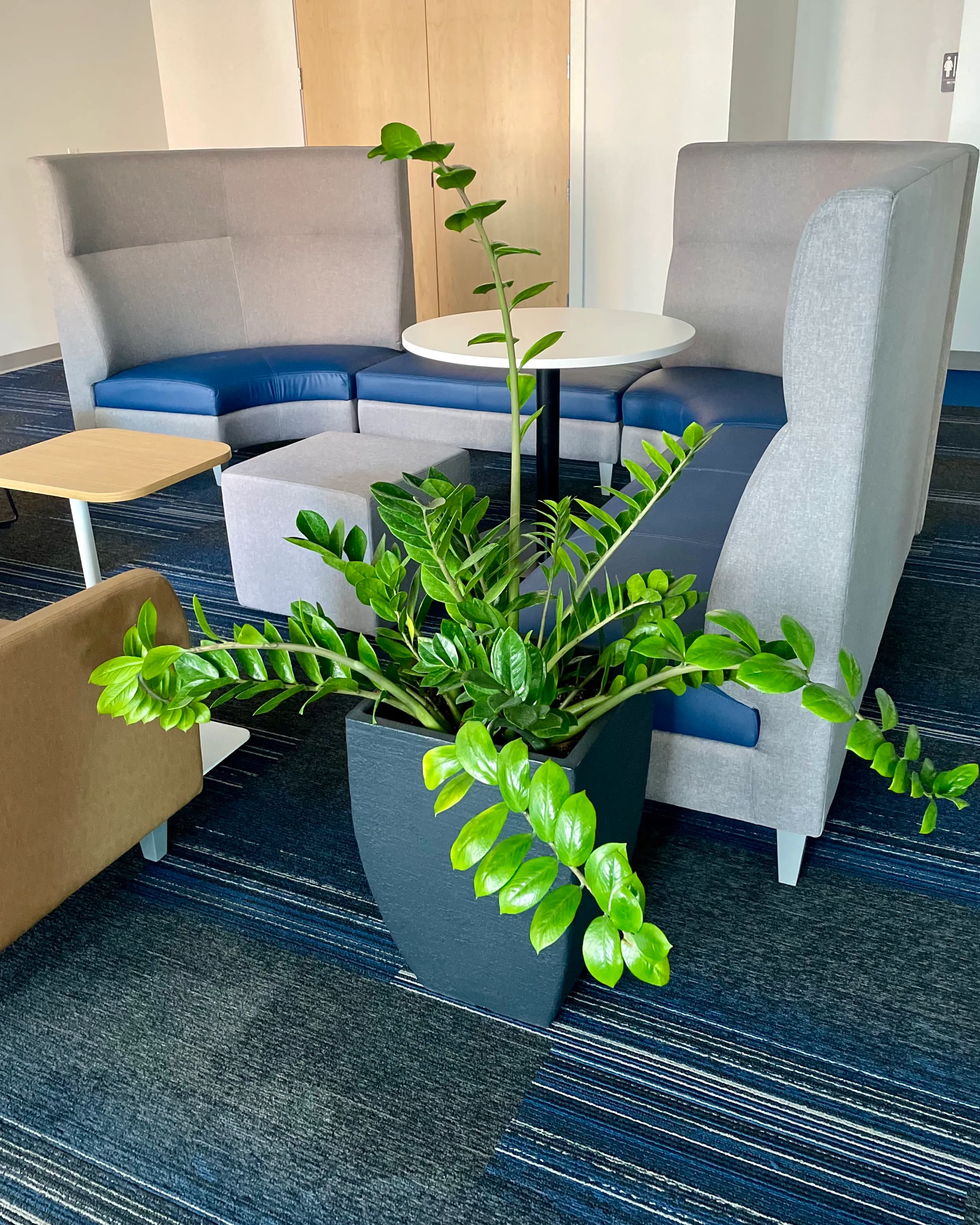 A grouping of three plants on a table