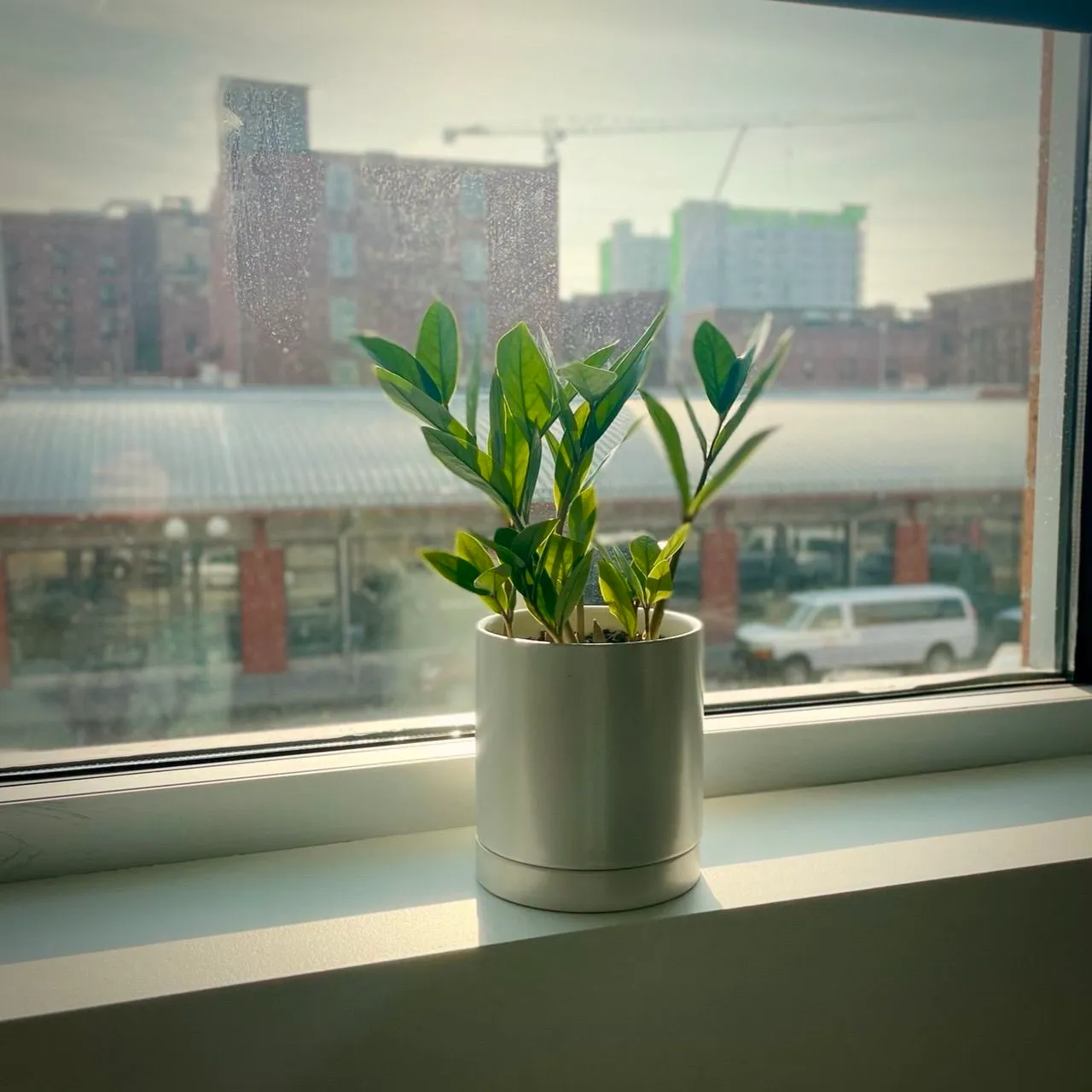 A plant on a window sill