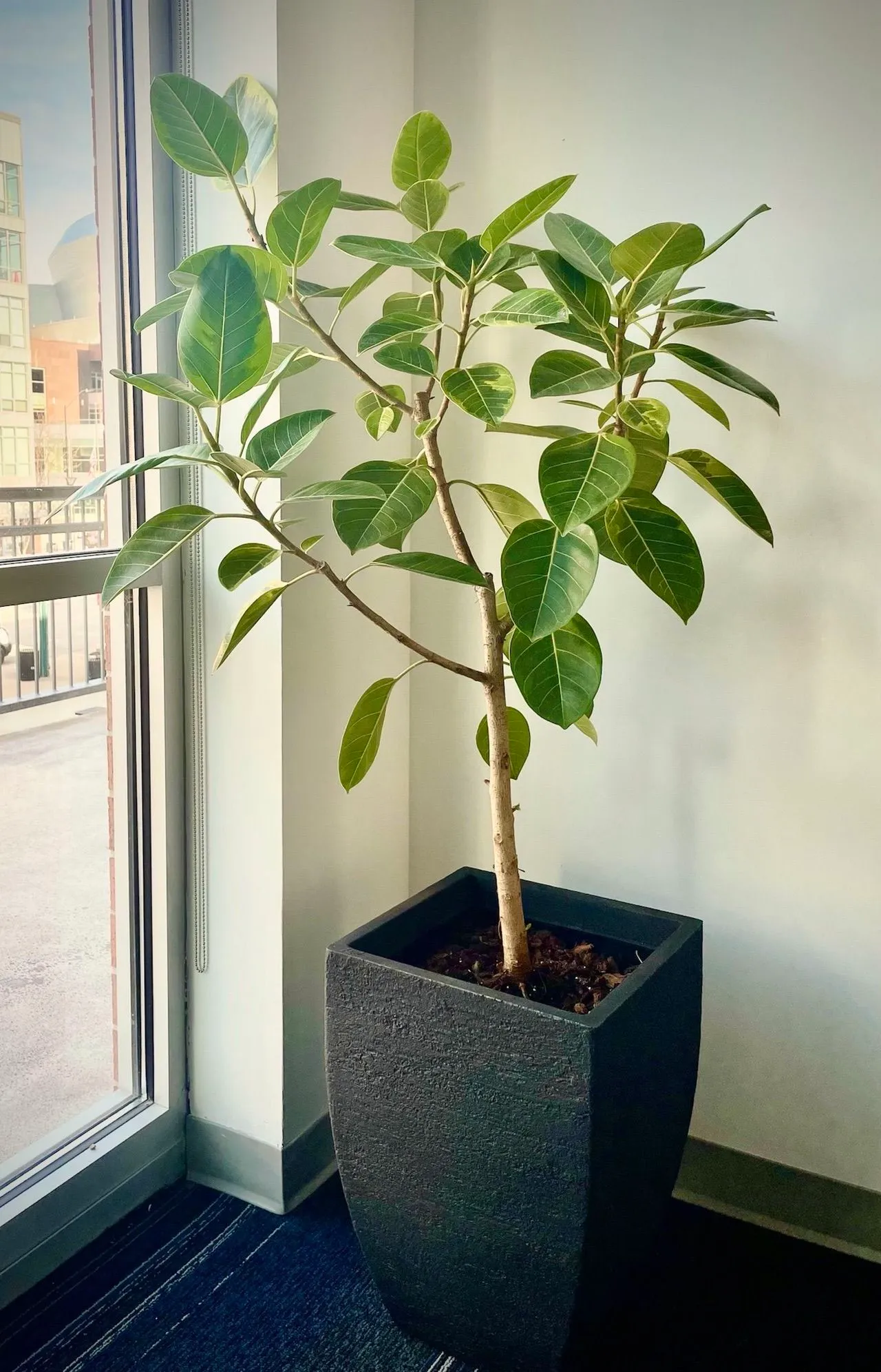 A large plant on the floor next to a window